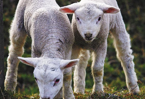 <h1>Bárányfesztivál - illusztráció: Németh András Péter</h1>-