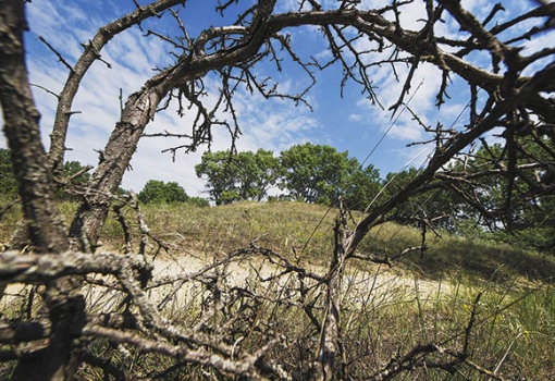 <h1>Buckavidék. Fülöpháza - Fotó: Ujvári Sándor, MTI</h1>-